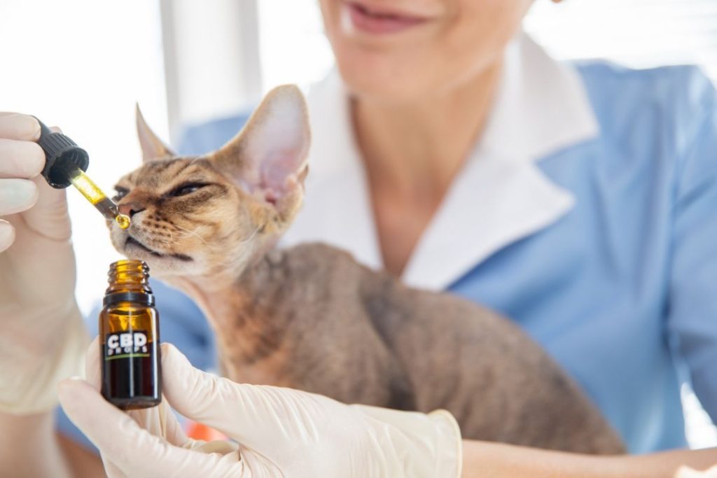 best cbd for pets