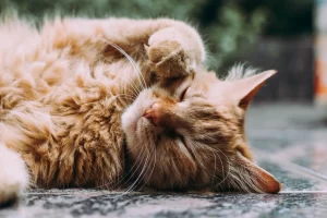 CBD for Cats: Skin and Allergy Relief