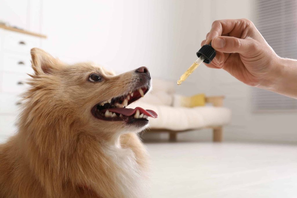 cbd oil for pets near me